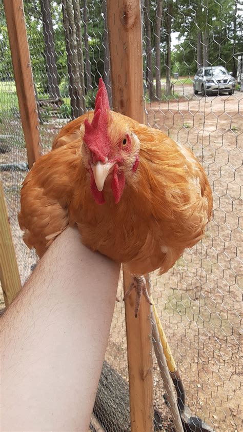 What to Feed a Rooster? [Ultimate Nutrition Guide] – Beasts Loco