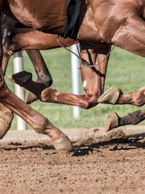 Why Do Horses Have Chestnuts and Ergots on Their Legs?