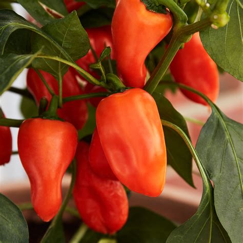 How to grow peppers from seed | Ideal Home