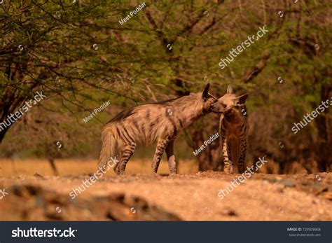 Indian Striped Hyenas Bonding Stock Photo 729509968 | Shutterstock