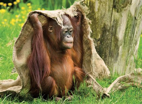 Borneo | Orangutan, Borneo, Animals