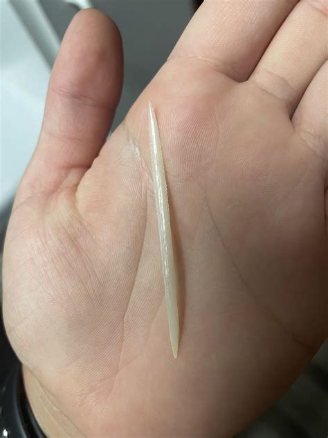 Atlantic stingray barb : r/bonecollecting