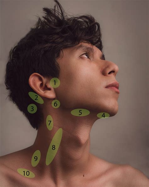 Posterior Auricular Lymph Nodes