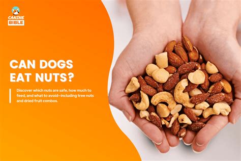 4 Nuts Dogs Can Eat Safely, 9 to Be Cautious & 17 to Avoid - Canine Bible