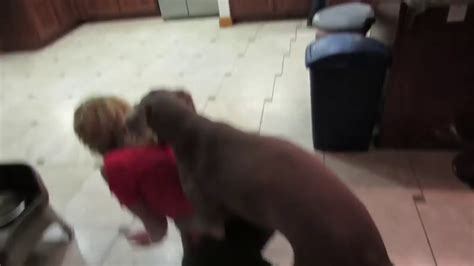 DOG HUMPS GIRL : BFvsGF : Free Download, Borrow, and Streaming ...