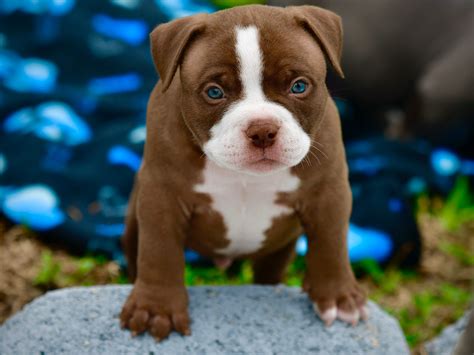 Pocket American Bully Puppy at Amelie Monk blog