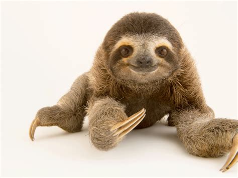 Sloth Predators