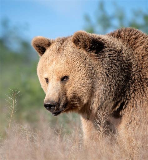 Grizzly Bear - Out of Africa Wildlife Park & Sanctuary