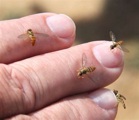 Hover Flies: Beneficial but Occasionally Annoying | Sweat bees, Small bees, Bee