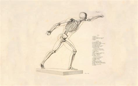 Physiology Wallpapers - Top Free Physiology Backgrounds - WallpaperAccess