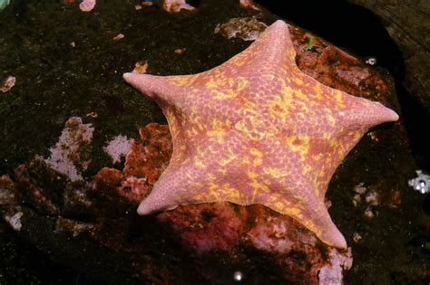 How Do Starfish Eat?