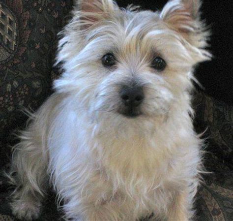 Cairn Terrier Dog Breed Information, Images, Characteristics, Health