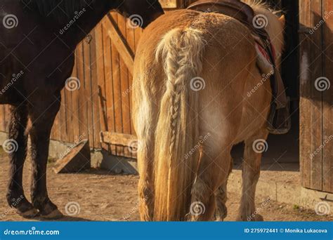 Horse Butt.Animals on a Farm Stock Image - Image of detail, bottom ...