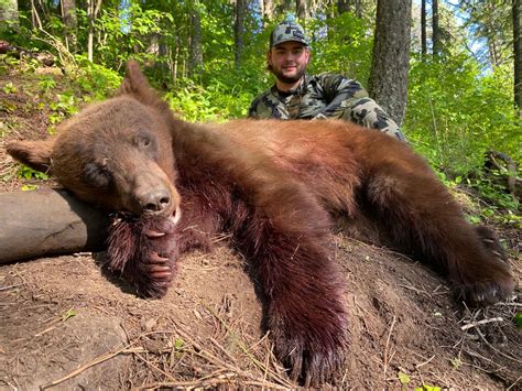 FLYING B RANCH: 5-Day/6-Night Black Bear Hunt for Two Hunters in Idaho ...