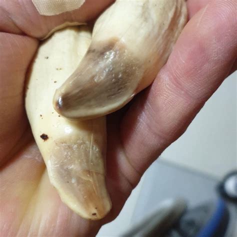 Killer whale teeth (Orca teeth) special package - Quality Mammoth Ivory