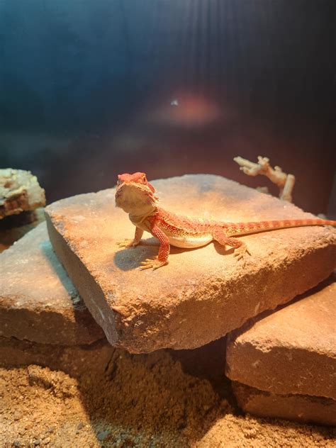 Bearded dragon setup : r/BeardedDragons