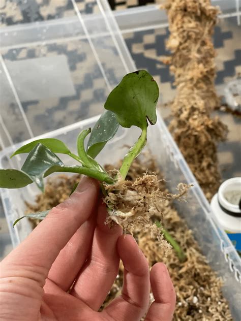 How to Propagate Pothos Plants for a Lush Indoor Garden