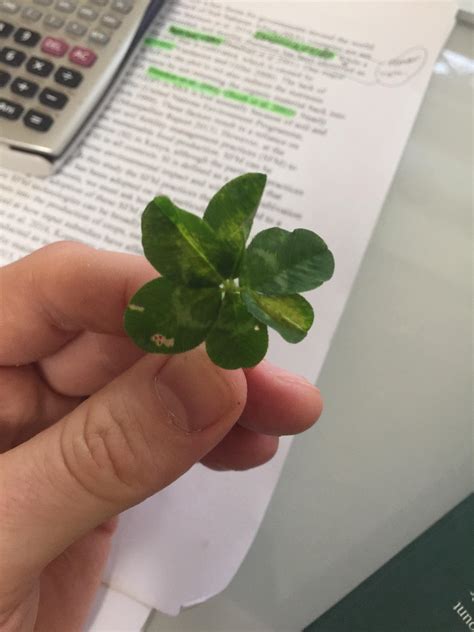 Today I found a six leaf clover : r/mildlyinteresting