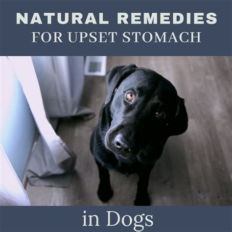 Vet-Approved Home Remedies for Upset Stomachs in Dogs | PetHelpful