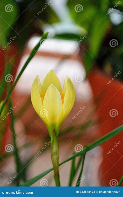 Zephyranthes, Amaryllis Family. Other Names Rain Lily, Zephyr Lily ...
