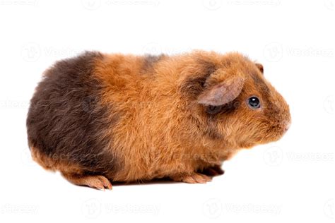 Teddy guinea pig 839705 Stock Photo at Vecteezy