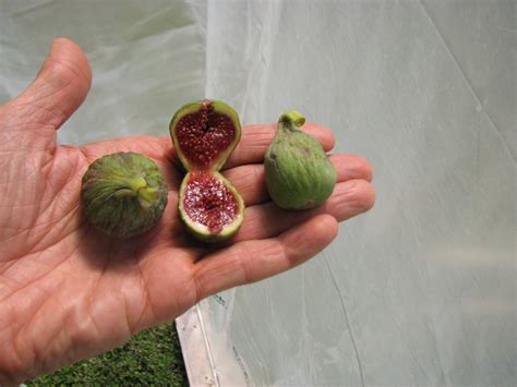 How To Tell If A Fig Is Ripe: A Picture Guide - XULC