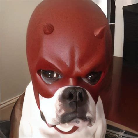 Dog with Daredevil Mask