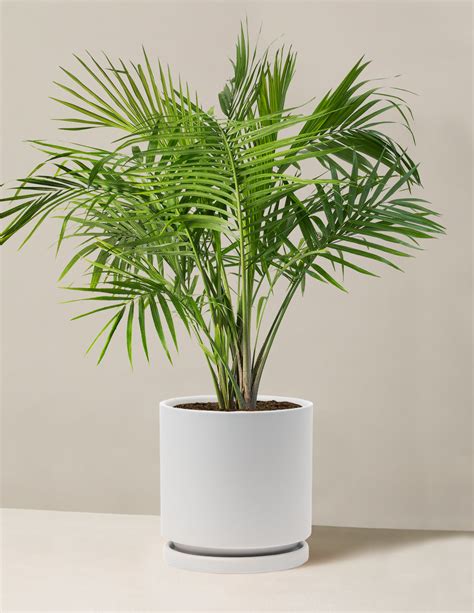 Large Majesty Palm | Indoor Plants & Houseplants for Delivery | The Sill