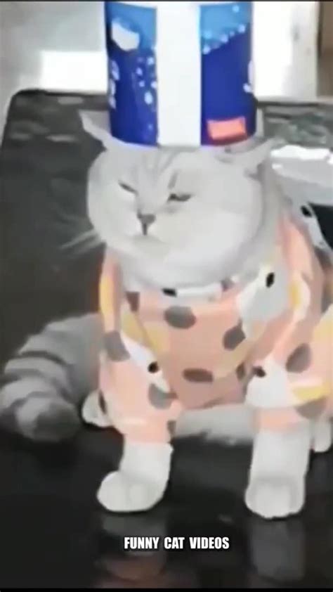 what's wrong with you cat#250#shorts - One News Page VIDEO