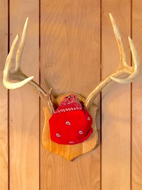 Cool Deer Skull Mounts