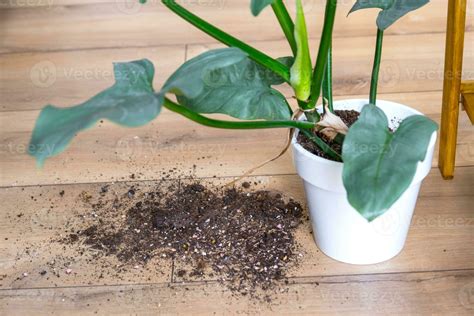 houseplant fell to the floor and the soil from the pot crumbled ...