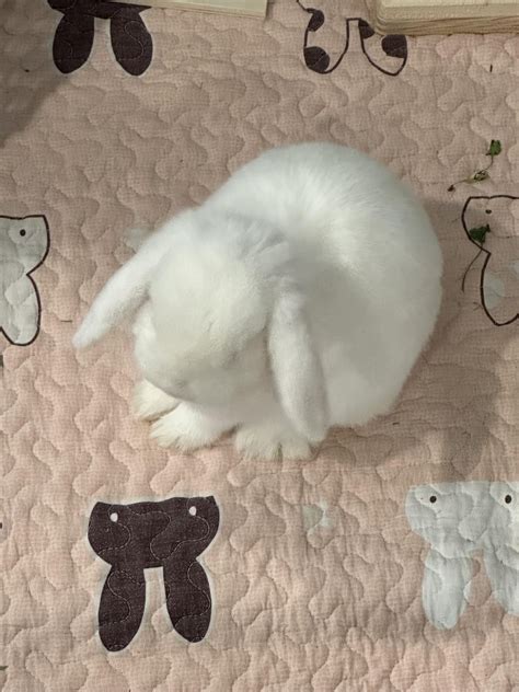 Sugar looks like a stuffed animal today 🐇🐻‍ ️🧸 : r/Bunnies
