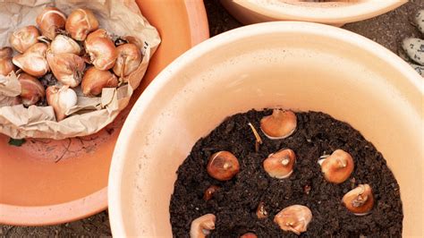 3 Tips You Need For Successful Lasagna Bulb Planting
