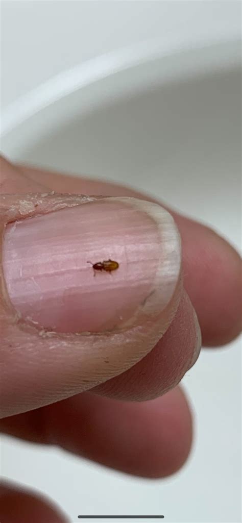 Identifying Small Brown Bugs? | ThriftyFun