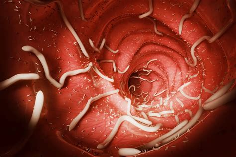 Intestinal Roundworm Testing-Protect Livestock from Parasites