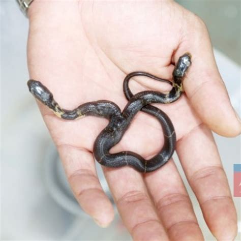 Two Headed Cobra Snake