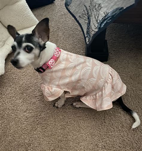 Pet Angel Memorial Center Melbourne Fl at David Sells blog