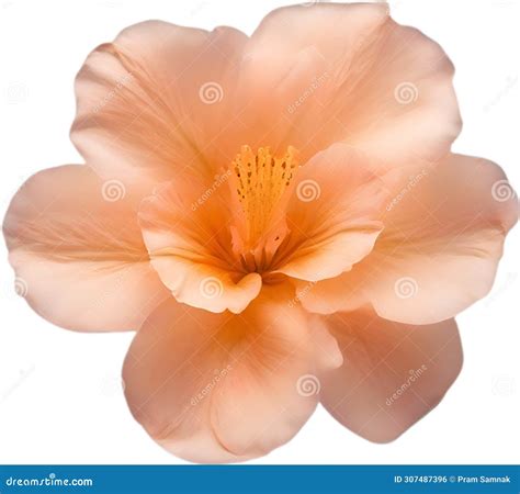 Peach Color Flower. Close-up Glowing Translucent Peach Color Flower ...