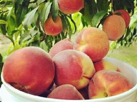 Where to get summer peaches in Fort Worth and more top news ...