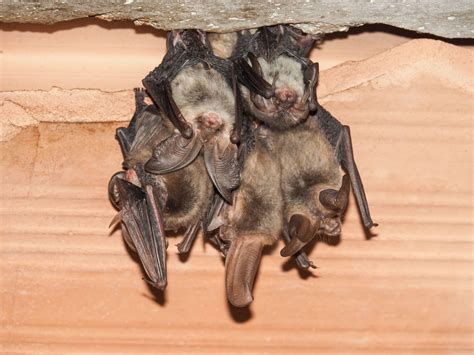Everything You Need to Know About Histoplasmosis and Bats - Animal ...