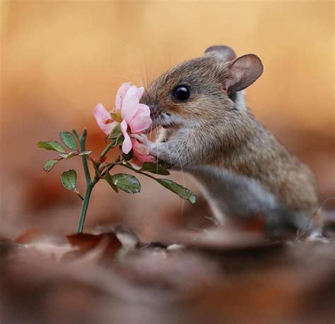 Top 104+ Pictures Pictures Of Field Mice Latest