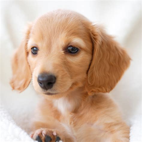 Laredo Animal Protective Society - Laredo Animal Protective Society