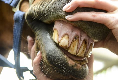 Horse's Mouth Nghia La Gi at Spencer Burley blog