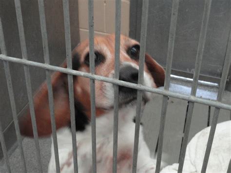 Patch Visits the Town of Oyster Bay Animal Shelter | Syosset, NY Patch