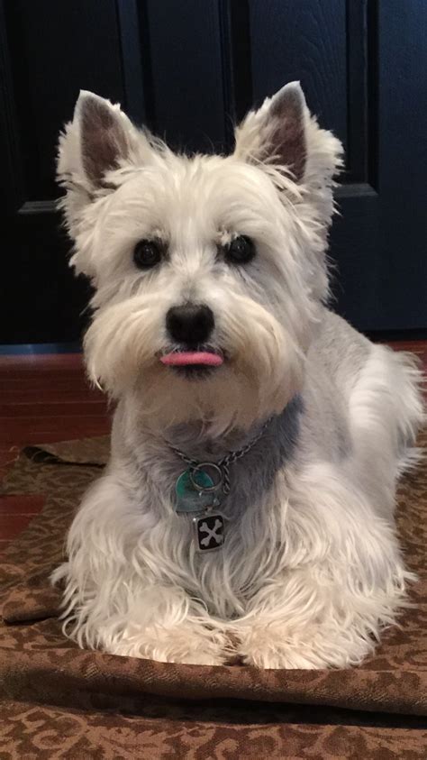 Westies have so much personality. Here's Bentley sticking his tongue ...