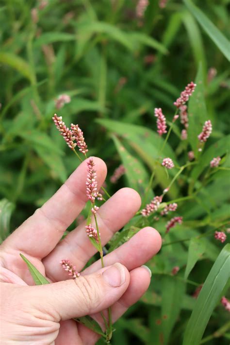 Foraging Lady’s Thumb (Persicaria maculosa and other Persicaria) — Practical Self Reliance