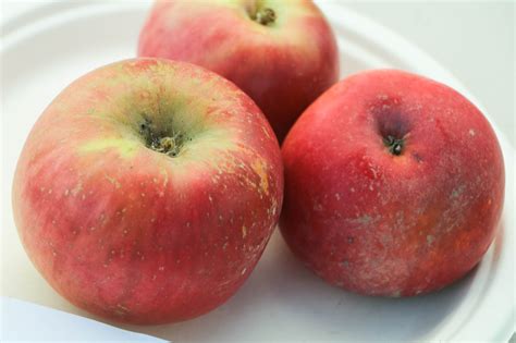 Early Fuji apple | California Rare Fruit Growers