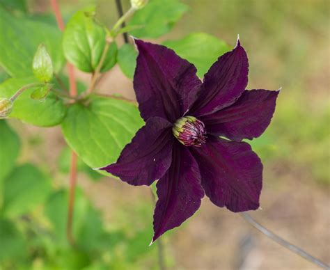 40 Clematis Varieties for a Pretty Pop of Purple