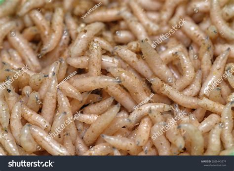 Box Live Bait Fishing Maggots Stock Photo 2025445274 | Shutterstock