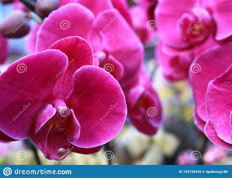 Purple Color Orchids Blossom in Hong Kong Chinese New Year Eve Market ...